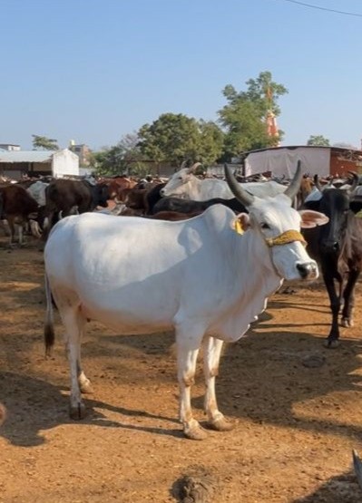 Desi Cow